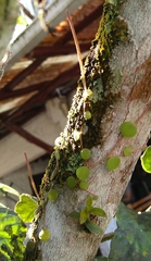 Peperomia rotundifolia