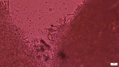 Strobilurus stephanocystis