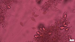 Strobilurus stephanocystis