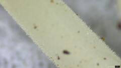 Strobilurus stephanocystis