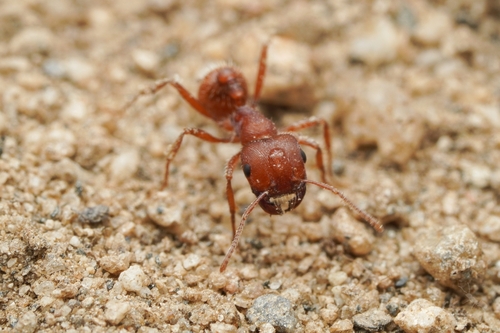 短刺须蚁Pogonomyrmex brevispinosus