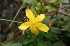 Hypericum nagasawae