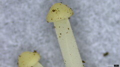 Strobilurus stephanocystis