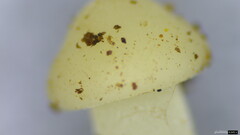 Strobilurus stephanocystis