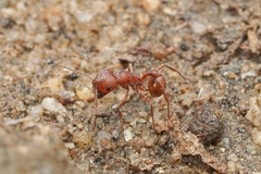 Pogonomyrmex brevispinosus