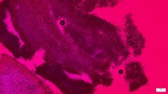 Strobilurus stephanocystis