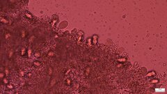 Strobilurus stephanocystis