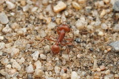 Pogonomyrmex brevispinosus