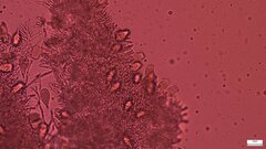 Strobilurus stephanocystis