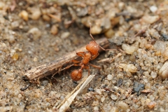 Pogonomyrmex brevispinosus