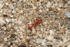 Pogonomyrmex brevispinosus