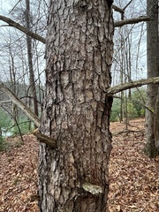 Pinus virginiana