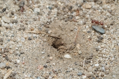 Pogonomyrmex brevispinosus