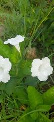 Ruellia metziae