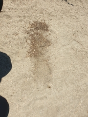 Pogonomyrmex brevispinosus