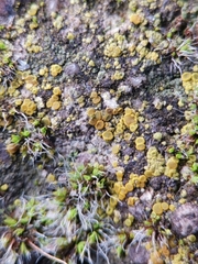 Candelariella aurella