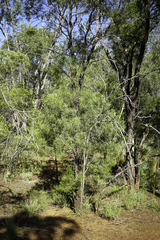 Eremophila mitchellii