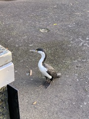Phalacrocorax varius varius