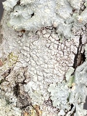 Pertusaria