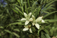 Eremophila mitchellii