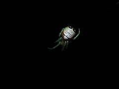 Bijoaraneus praesignis