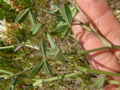 Trifolium ochroleucon