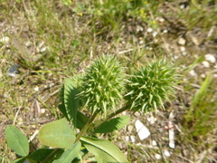 Trifolium ochroleucon