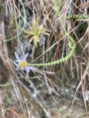 Symphyotrichum adnatum