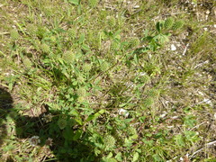 Trifolium ochroleucon