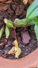 Maxillaria rufescens