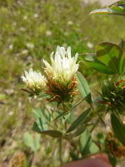 Trifolium ochroleucon