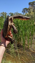 Chelodina oblonga