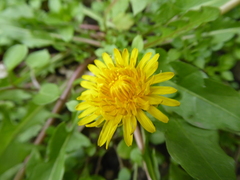 Taraxacum