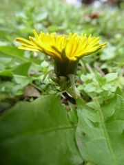 Taraxacum