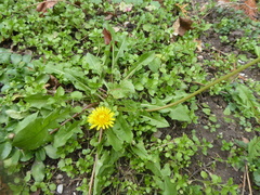 Taraxacum