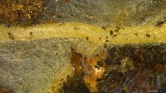 Strobilurus stephanocystis