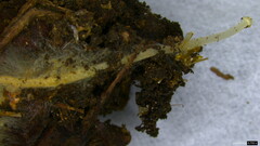 Strobilurus stephanocystis