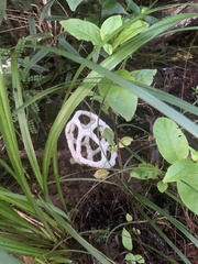 Ileodictyon cibarium