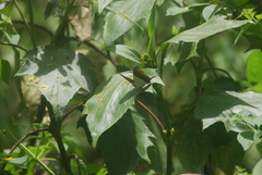 Marpesia zerynthia