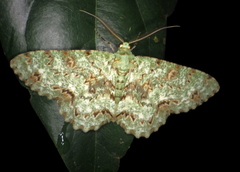 Ophthalmitis rufilauta