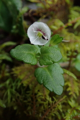 Veronica oligosperma