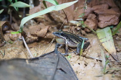 Litoria nasuta