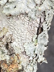 Pertusaria