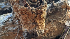 Botryobasidium