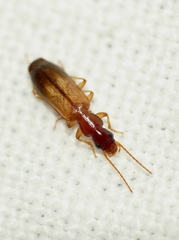 Paradromius linearis