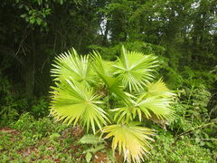 Trachycarpus fortunei