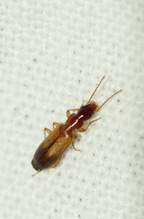 Paradromius linearis