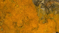Botryobasidium