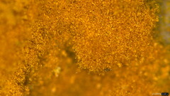 Botryobasidium