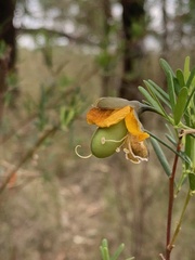 Gompholobium latifolium